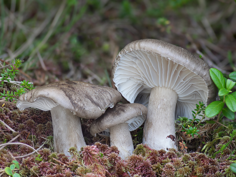 Hygrophorus camarophyllus